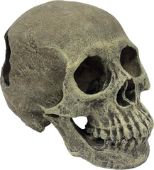 Komodo Human Skull