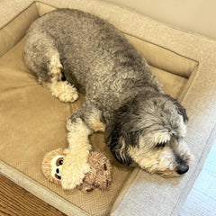 SPOT Fun Sloth Dog Toy - Soft, Stuffed, Squeaky, Plush Fabric Toy for Mini and Small Dogs and Puppies, Enrichment for Light Chewers and Cuddlers