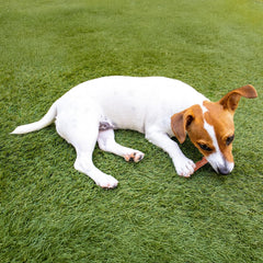 SPOT Bam-Bones Plus Branch -Bamboo Fiber & Nylon, Durable Long Lasting Dog Chew for Aggressive Chewers – Great Toy for Adult Dogs & Teething Puppies Under 60lbs, Non-Splintering, Beef Flavor