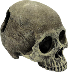 Komodo Human Skull