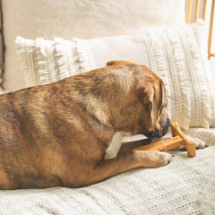 SPOT Bam-Bones Plus T Bone - Bamboo Fiber & Nylon, Durable Long Lasting Dog Chew for Aggressive Chewers – Toy for Dogs & Puppies Under 60lbs, Non-Splintering, Allergen Free Peanut Butter Flavor