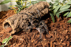 Galápagos Tropicoco® Husk Bedding for Reptiles, Amphibians, & Terrariums High Absorbency, Eco-Friendly, Dust-Free Perfect for Water Dragons, Tortoises, Snakes, & More, 8QT Compressed Brick