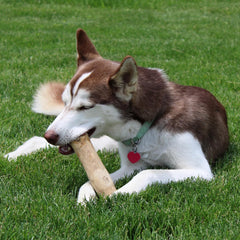 SPOT Coffee Wood Dog Chew Toy – 100% Natural & Sustainably Sourced Non-Splintering Wood from Coffee Plants, Long Lasting, Durable Toy for Aggressive Chewers, for Medium Dogs and Puppies