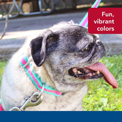 Coastal Pet - Pro - Reflective Adjustable Dog Collar, Fuscia with Teal