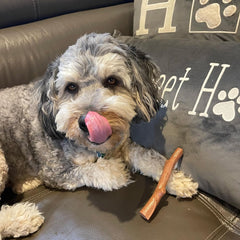 SPOT Bam-Bones Plus Branch -Bamboo Fiber & Nylon, Durable Long Lasting Dog Chew for Aggressive Chewers – Great Toy for Adult Dogs & Teething Puppies Under 60lbs, Non-Splintering, Beef Flavor