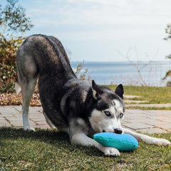 Playology Plush Crinkle Egg for Dogs , All Natural Peanut Butter Scented