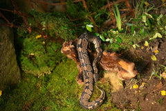 Galápagos (05248) Sheets of Real Moss, Natural,Green