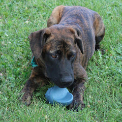 SPOT Ethical Products Love The Conch Shell 5.5" Assorted