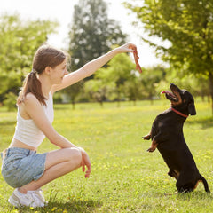 SPOT Bam-Bones Plus Branch -Bamboo Fiber & Nylon, Durable Long Lasting Dog Chew for Aggressive Chewers – Great Toy for Adult Dogs & Teething Puppies Under 60lbs, Non-Splintering, Beef Flavor