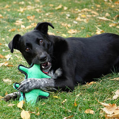 KONG Ballistic Durable Squeaker Dog Toy (Alligator)