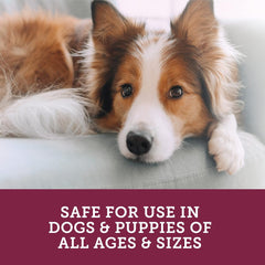 Stop The Runs | Dog Anti Diarrhea Medicine | 6 Count Chewable | Chicken Flavor