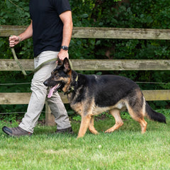 Operation Good Boy Tactical Leash (Black) - Durable, Strong, and Comfortable - Heavy Duty Aviation Aluminum Clip with 360 Degree Swivel - Veteran Owned and Operated