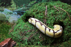 Galápagos Mossy Sapa Corner Hide - The Perfect Reptile Hide for Security and Comfort - A Natural and Secure Hide for Reptiles, Amphibians, and Invertebrates, L10” x W5.5” x H4.5”