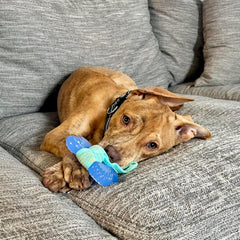 Nylabone Freezer Puppy Chew Toy - Puppy Chew Toy for Teething - Puppy Supplies - Peanut Butter Flavor