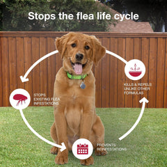 Elanco K9 Advantix II Dog Vet-Recommended Flea, Tick & Mosquito Treatment & Prevention | 6-Mo Supply