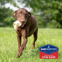 Barkworthies Protein-Rich Cow Ears - All-Natural Rawhide Alternative - Easily digestible Dog Chew - Gourmet, Healthy Dog Treats