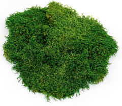 Galápagos (05248) Sheets of Real Moss, Natural,Green