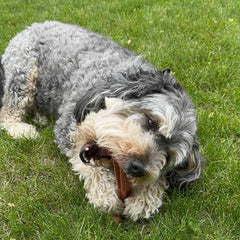 SPOT Bam-Bones Plus T Bone - Bamboo Fiber & Nylon, Durable Long Lasting Dog Chew for Aggressive Chewers – Great Toy for Adult Dogs & Teething Puppies Under 30lbs, Non-Splintering, Beef Flavor