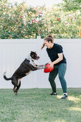 Jolly Pets Jolly Egg Dog Toy