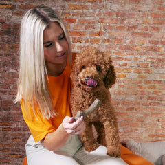 Nylabone Gourmet Style Stick Strong Chew Toy for Dogs, Peanut Butter Flavor, Medium