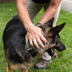 Operation Good Boy Tactical Collar (Green) - Durable & Strong - Includes Quick Release Buckle and Military Grade Handle - Veteran Owned and Operated
