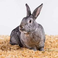 Americas PETSPICK Pine Small Pet Bedding