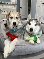 Nylabone Lobster Power Chew Toy for Dogs, Dog Toys for Aggressive Chewers, Filet Mignon Flavor, X-Large Dogs - 50+ lbs, 1 Count