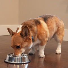 SPOT No-Tip Pet Bowl for Cats Small Dogs Large Dogs Classic Durable Non Slip Cat Dish Dog Bowls for Food and Water