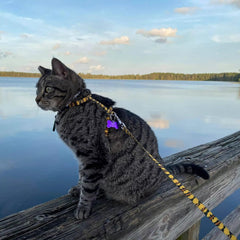 Coastal - Styles Figure “H” Adjustable Fashion Cat Harness and Leash Combo - Tiger Print - 3/8” x 10”-18”