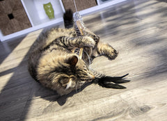 Petlinks Fly Wild Extendable (24") Wand Cat Toy - Brown, One Size