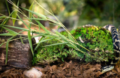 Galápagos Tropicoco® Husk Bedding for Reptiles, Amphibians, & Terrariums High Absorbency, Eco-Friendly, Dust-Free Perfect for Water Dragons, Tortoises, Snakes, & More, 8QT Compressed Brick