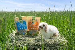 Timothy Seed Heads (10 Gram)