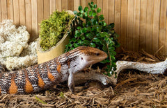 Galápagos (05056) Cypress Tank-Mulch Woodland Bedding for Reptiles & Amphibians, Eco-Friendly, High Absorbency, Dust-Free Perfect for Bearded Dragons, Tortoises, Snakes, & More