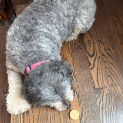 Exclusively Dog Cookies Sandwich Cremes Peanut Butter Flavor Dog Treats for Medium and Large Dogs, Natural and Made in The USA, 8 oz