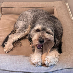 SPOT Dura-Fused Leather Small Bone – Real Leather & Jute Fabric, Double-Stitched & Durable, Squeaky Interactive Chew Toy for Moderate Chewers, Small & Medium Dogs, Soft Stuffed Fetch Toy