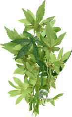 Exo Terra Silk Terrarium Plant, Small, Abutilon