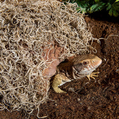 Galápagos Spanish Moss, Mini Bag