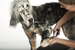 Andis 24865 Cordless Trim 'N Go 7-Piece Portable Trimmer - Animal/Dog Grooming, Silver