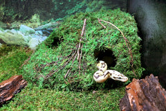 Galápagos Mossy Sapa Corner Hide - The Perfect Reptile Hide for Security and Comfort - A Natural and Secure Hide for Reptiles, Amphibians, and Invertebrates, L10” x W5.5” x H4.5”