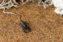 Galápagos CrashPad Coco Fiber Terrarium Liner - Coconut Fiber Substrate for Reptile Tank Accessories, Bearded Dragon, Leopard Gecko, Hermit Crab, and Snake Enclosures, 18 x 36 in, Natural