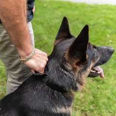 Operation Good Boy Tactical Collar (Black) - Durable & Strong - Includes Quick Release Buckle and Military Grade Handle - Veteran Owned and Operated