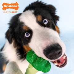 Nylabone Broccoli Power Chew Toy for Dogs, Dog Toys for Aggressive Chewers, Bacon & Cheese Flavor, Large Dogs - Up to 50 lbs, 1 Count