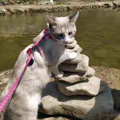 Coastal - Styles Figure “H” Adjustable Fashion Cat Harness and Leash Combo - Tiger Print - 3/8” x 10”-18”