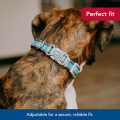 Coastal Pet - Pro - Reflective Adjustable Dog Collar, Bright Blue with Grey