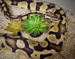 Komodo Reptile Terrarium Succulent 3PK Yellow/Green Plants | Natural Looking Artificial Aquarium Ornament & Habitat Decoration Accessory with Weighted Base