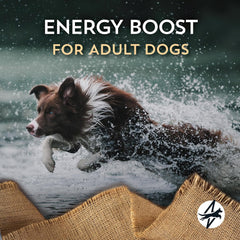 Energy Plus with Beef Protein 24/20 Dry Food for Adult Dogs 40 lb