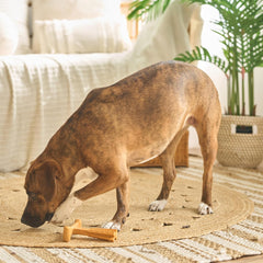 SPOT Bam-Bones Plus T Bone - Bamboo Fiber & Nylon, Durable Long Lasting Dog Chew for Aggressive Chewers – Toy for Dogs & Puppies Under 60lbs, Non-Splintering, Allergen Free Peanut Butter Flavor