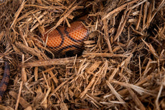 Galápagos (05056) Cypress Tank-Mulch Woodland Bedding for Reptiles & Amphibians, Eco-Friendly, High Absorbency, Dust-Free Perfect for Bearded Dragons, Tortoises, Snakes, & More