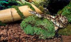 Galápagos (05254) Royal Clumps of Real Pillow, Natural