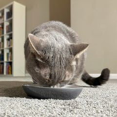 SPOT Two Tone Gray Oval Cat Food Dish - Ceramic Plate with Low Edges, Saucer with Whisker-Friendly Shape and Low-Profile Sides, Ideal for Wet or Dry Cat Food, Hand Wash Only, 6 inch (1 Cup- 8 Oz)